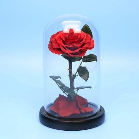 Forever Rose in Glass Dome Beauty And The Beast Preserved Eternal Gift Mother'sR